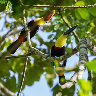 Selva Verde - Swainson’s toucans